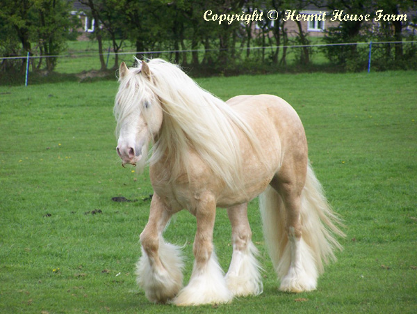 golden sunlight of hermits