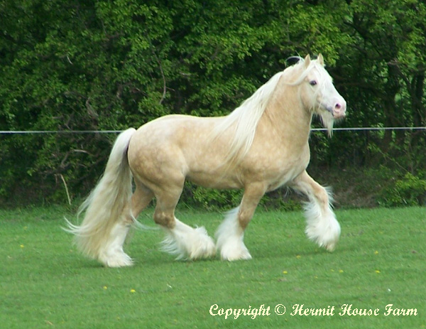golden sunlight of hermits