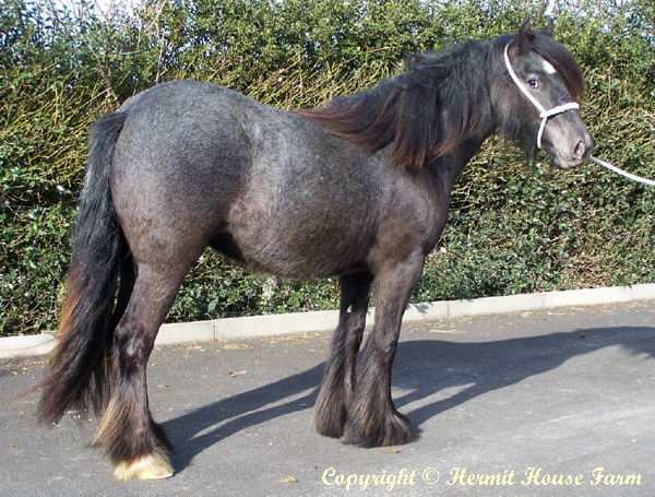 hermits ghost olivia