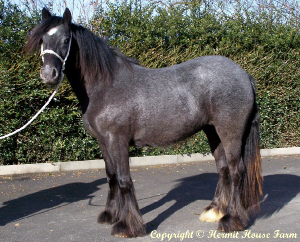 hermits ghost olivia